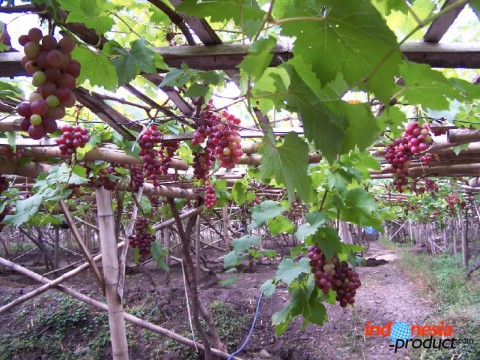 Probolinggo Grape spread all over markets to many cities until Jakarta