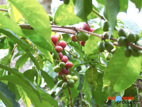 Besides enjoying the Arabica coffee, the tourists have several other facilities to enjoy at the plantation.